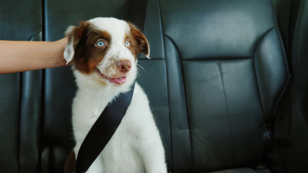 el propietario acaricia a un cachorro que viaja con él en un automóvil en el asiento del pasajero con el cinturón de seguridad abrochado p