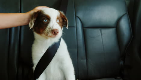 the owner strokes a puppy who travels with him in a car in the passenger's seat seat belt fastened p