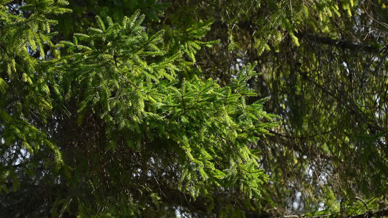 ramas de un árbol de coníferas en el bosque