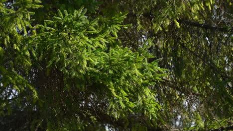 branches of a coniferous tree in the forest