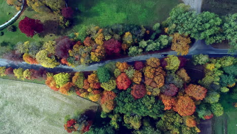 stunning colorful fall canopy encroaches country road, car driving