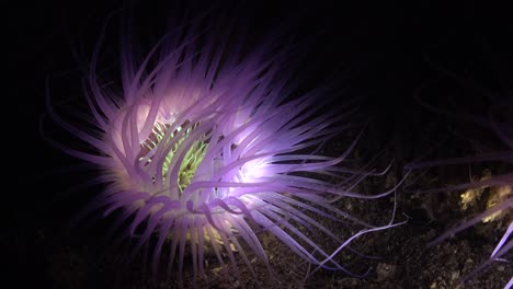 anémona de mar violeta vívida iluminada por la luz durante una inmersión nocturna