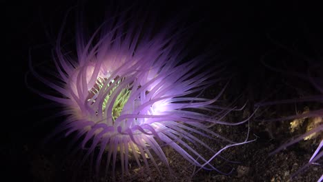 vivid purple sea anemone illuminated by light during a night dive