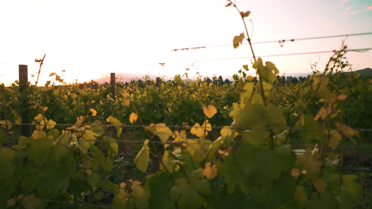 primer plano de alejamiento lento de vides en un viñedo con una puesta de sol en el fondo en waipara, nueva zelanda