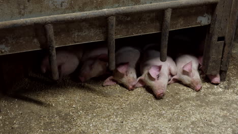 warm cozy barn enclosure, piggy trotters, dirty floor, animals snuggle