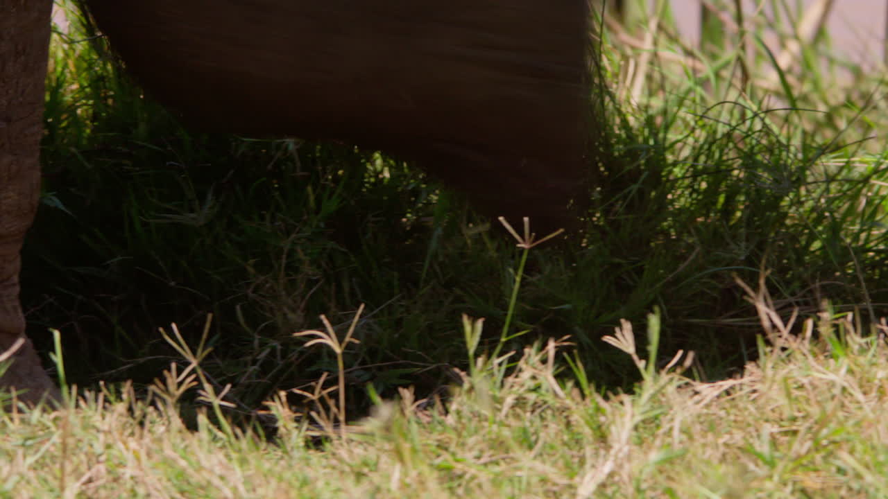 African Bush Elephant legs walking at a waterhole edge