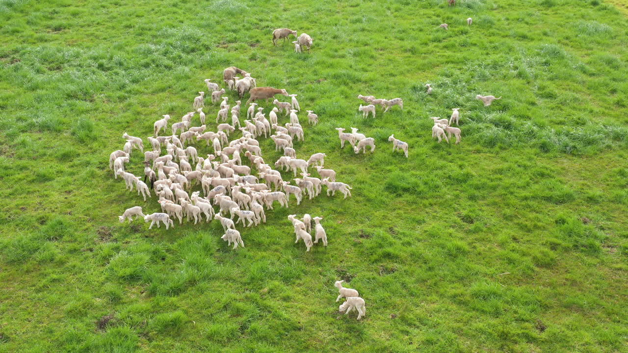 Gregge di agnelli e pecore che pascolano in un pascolo verde, ripresa aerea, Francia.