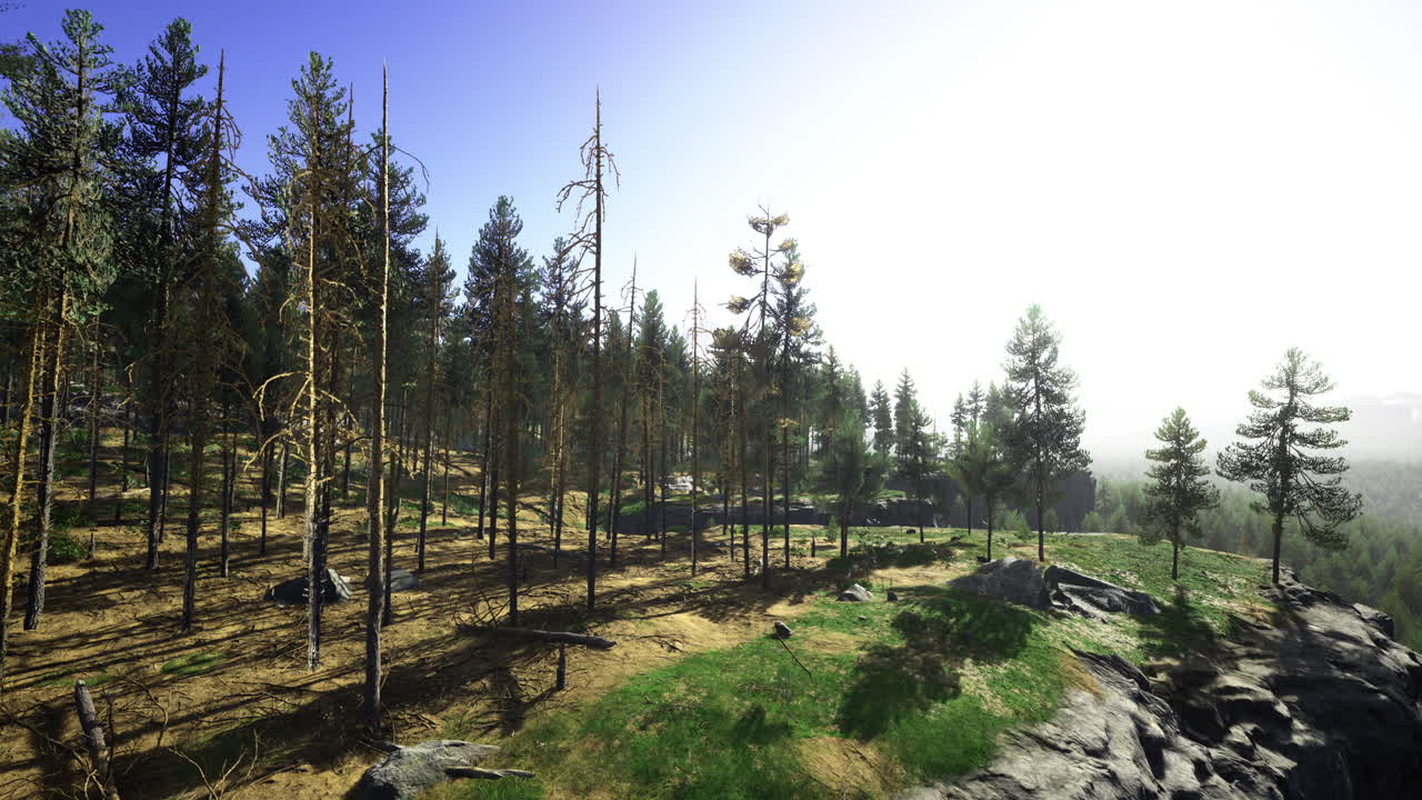 A scenic forest landscape with trees and rocks