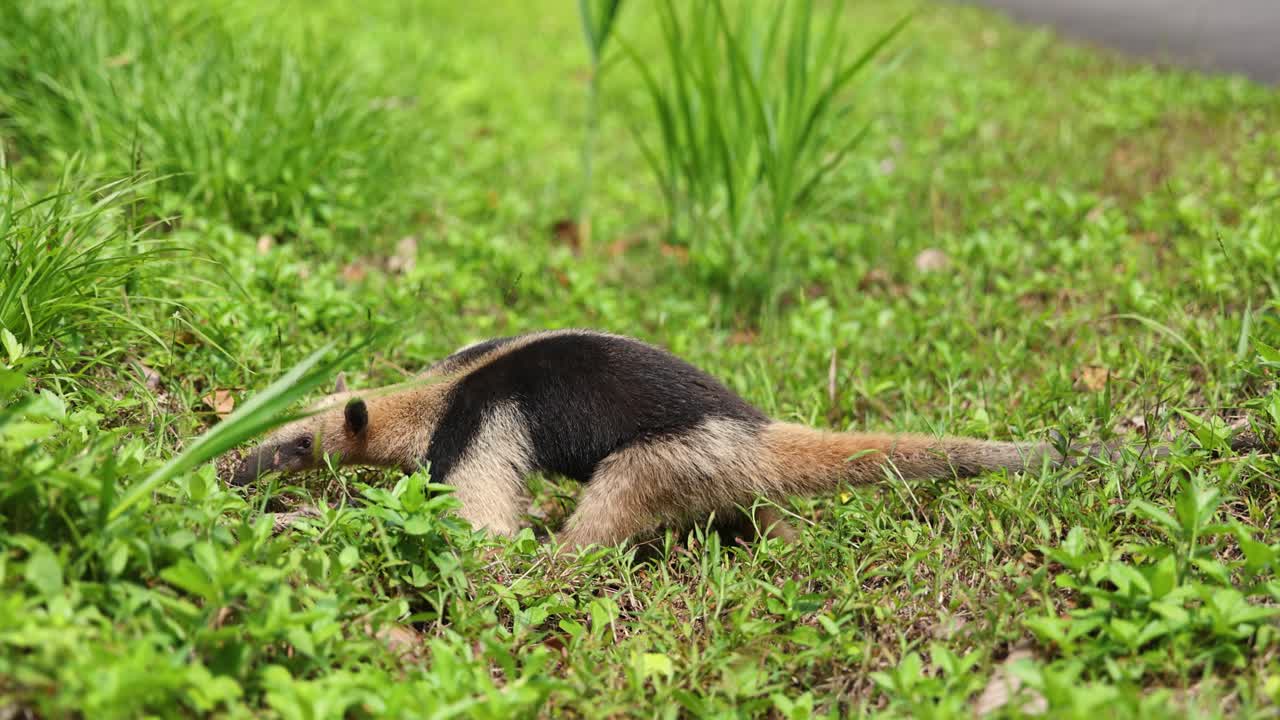 Un tamandua cammina attraverso un campo di erba verde lussureggiante vicino a una strada, Costa Rica.