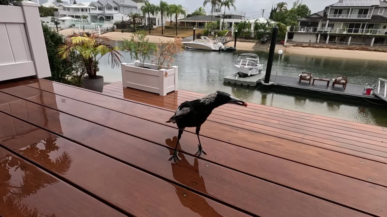 A bird perches, then flies off a wooden deck.