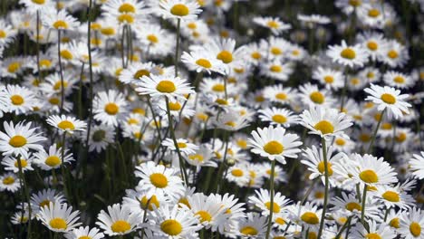 close up pan shot of beautiful blooming chamomile flowers during sunlight in spring