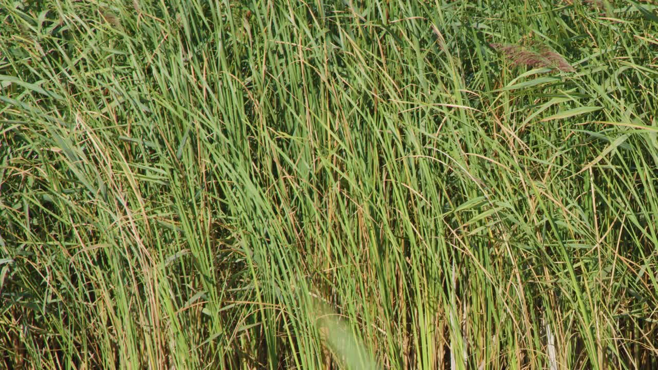 Tall green reeds sway in gentle wind, natural daylight, steady camera, tranquil marsh environment