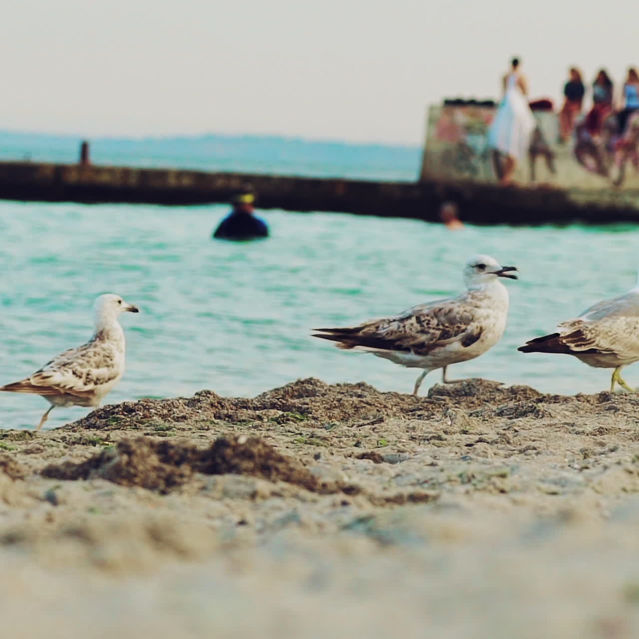 Seagulls on a sandy beach looking for food. Bird in shore