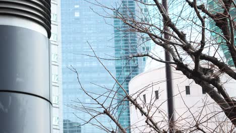 bare tree branches against modern skyscrapers