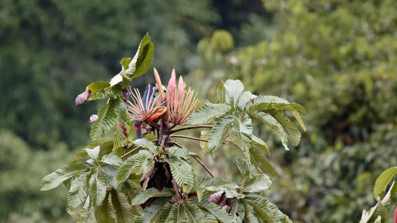 Trogon-de-garganta-preta em uma Árvore Tropical