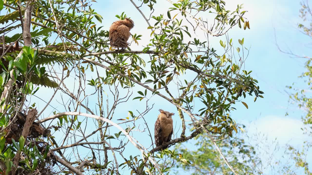 lechuza de pez buffy, ketupa ketupu un novato en la parte superior acicalándose y el padre en una rama inferior mirando para luego girar la cabeza hacia la izquierda, parque nacional khao yai, tailandia