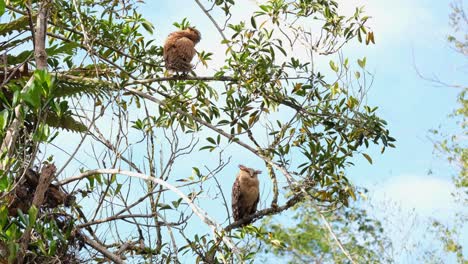 Buffy-Fish-Owl,-Ketupa-ketupu-a-fledgling-on-the-top-preening-itself-and-the-parent-on-a-lower-branch-watching-by-then-turns-its-head-to-the-left,-Khao-Yai-National-Park,-Thailand