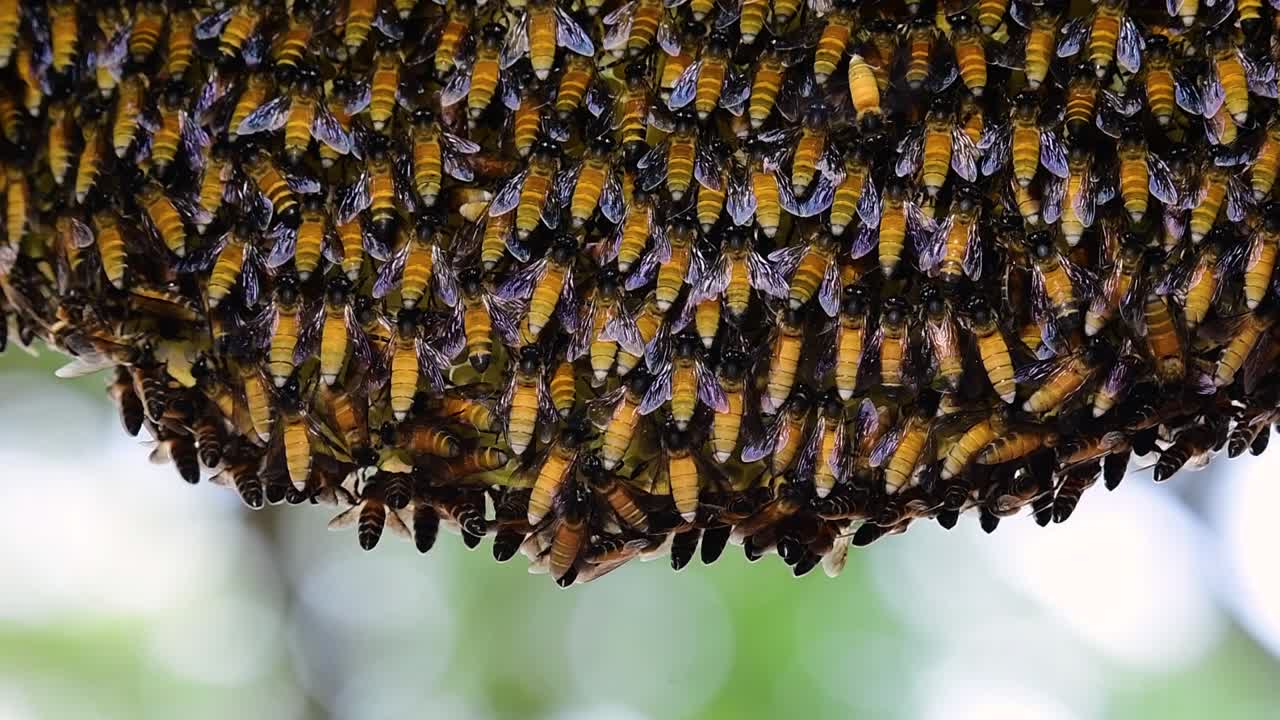 se sabe que las abejas melíferas gigantes construyen grandes colonias de nidos con bolsillos simétricos hechos de cera para almacenar miel como fuente de alimento.