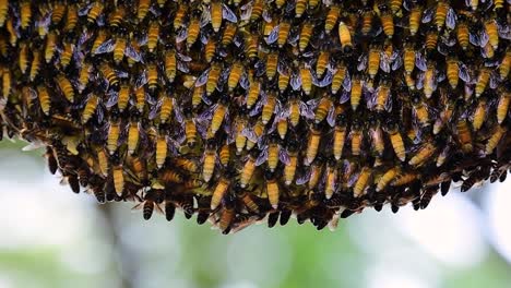 Giant-Honey-Bees-are-known-to-build-large-colonies-of-nest-with-symmetrical-pockets-made-of-wax-for-them-to-store-honey-as-their-food-source