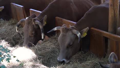 multiple cattle cows eating dried grass next to each other in farm setting