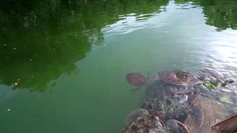 Familie-Erwachsener-Grüner-Meeresschildkröten-Entspannt-Sich-In-Einer-Natürlichen-Lagune-Mit-Mangroven-Im-Tropischen-Afrika
