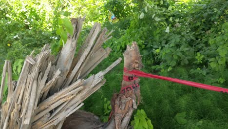 an old stump on a construction site with red danger tape tied to it