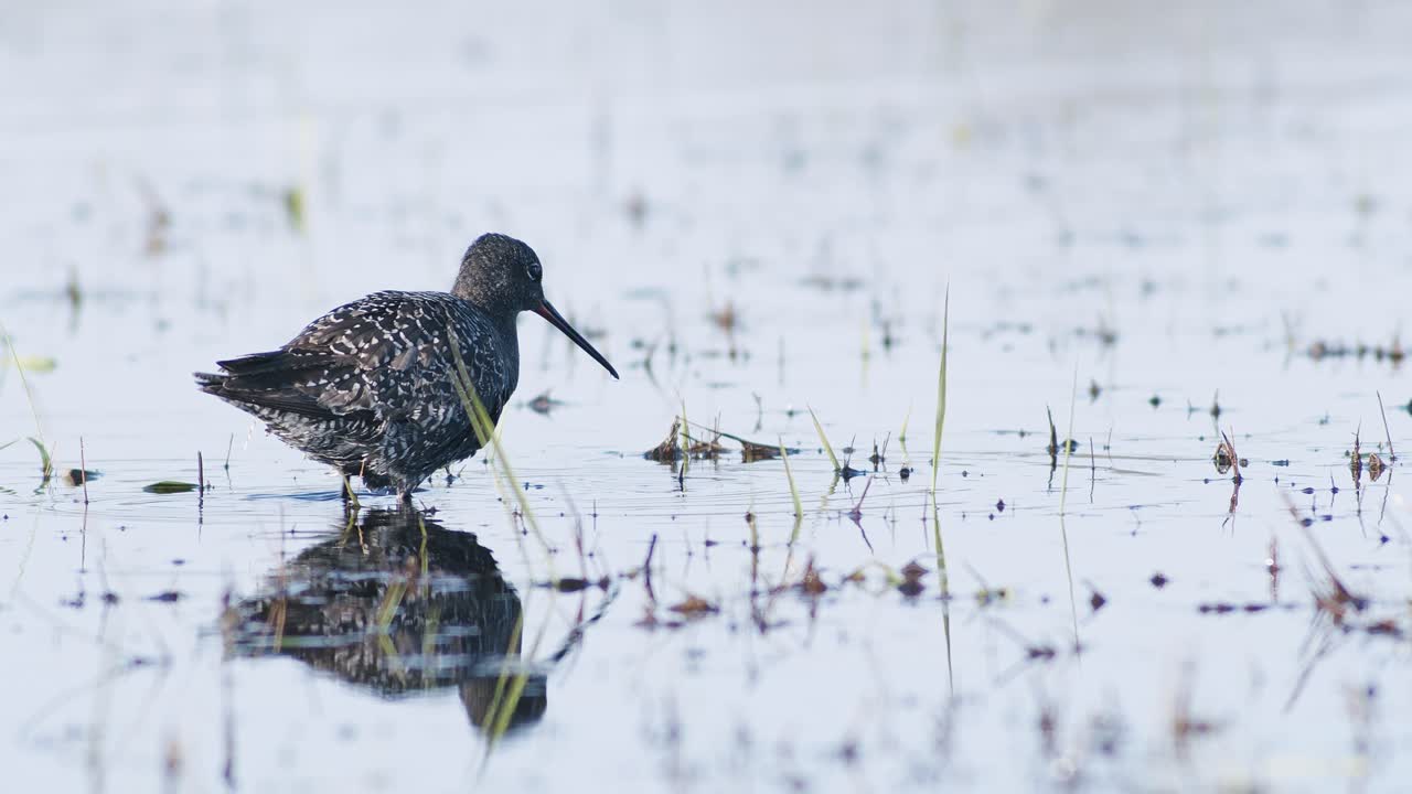 습지에서 봄철 이동하는 동안 얕은 웅덩이에서 먹이를 먹는 점박이 붉은 생크의 근접 촬영