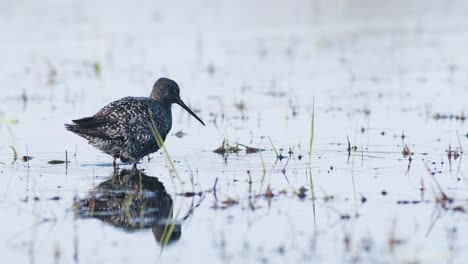 Nahaufnahme-Des-Gefleckten-Rotschenkels,-Der-Sich-Während-Der-Frühjahrswanderung-In-Feuchtgebieten-In-Einer-Flachen-Pfütze-Ernährt