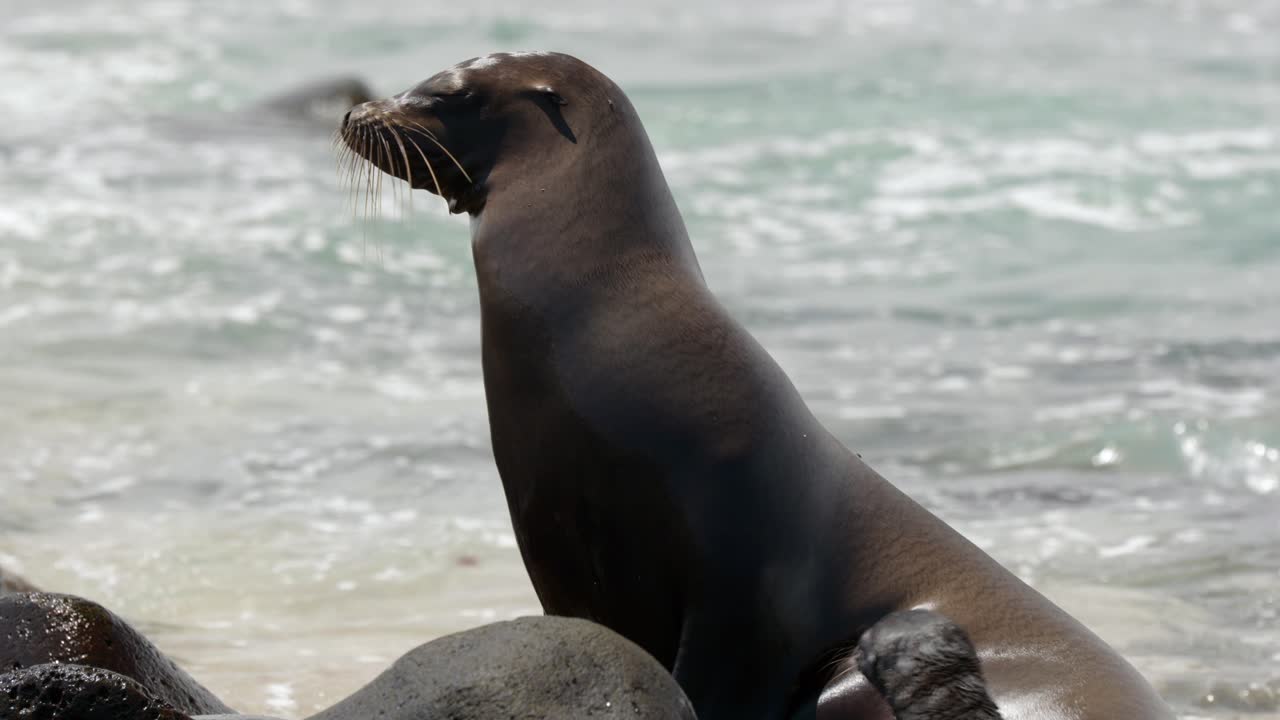 An adult Gal&aacute;pagos sea lion sits upright on a rocky beach as waves crash in the background on North Seymour Island, near Santa Cruz in the Gal&aacute;pagos Islands, Ecuador
