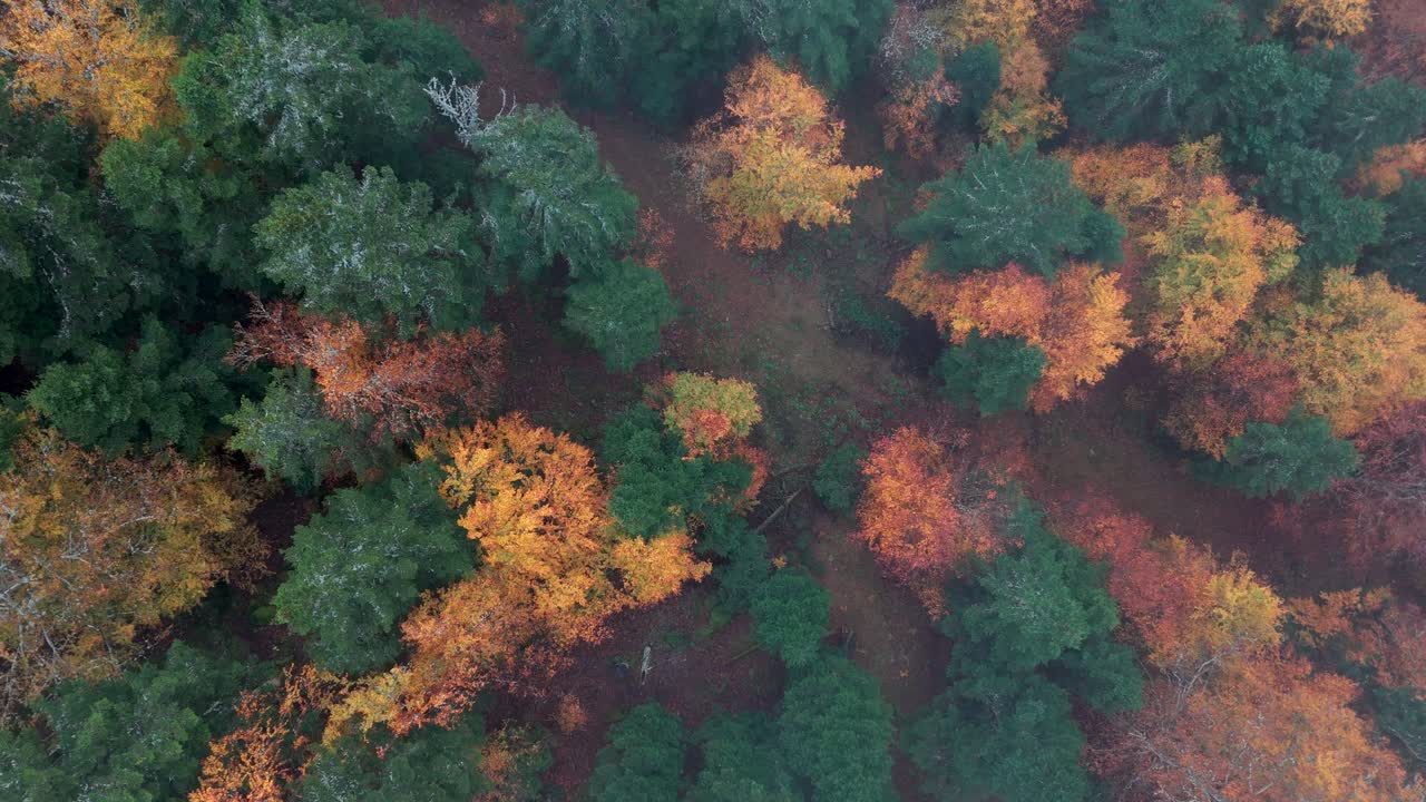 Premium stock video - Aerial top down view of a moody forest with path at  the end of autumn fall in vosges, france