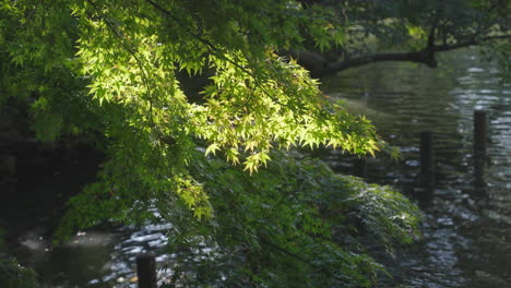 lush foliage of a japanese maple tree swaying during sunny afternoon breeze at the park in tokyo, japan