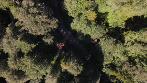 coche que viaja en medio del bosque 9