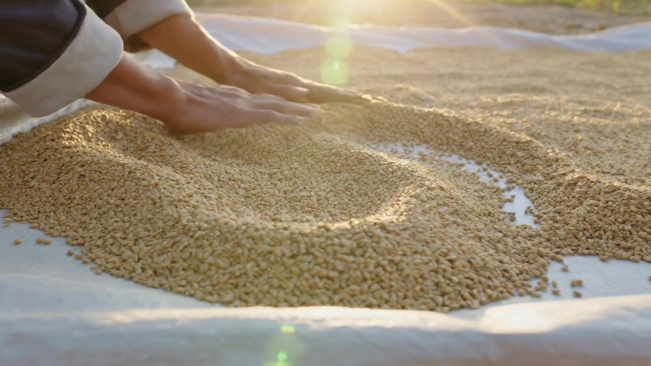 Reaching pile, cuffed hands pressing smoothing grains on white tarp to shape mound sunlight flaring