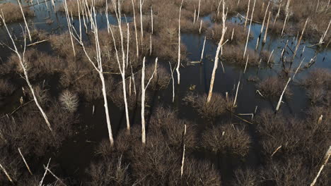 Barren-trees-in-flooded-point-remove-wildlife-area,-ar-during-daylight,-aerial-view