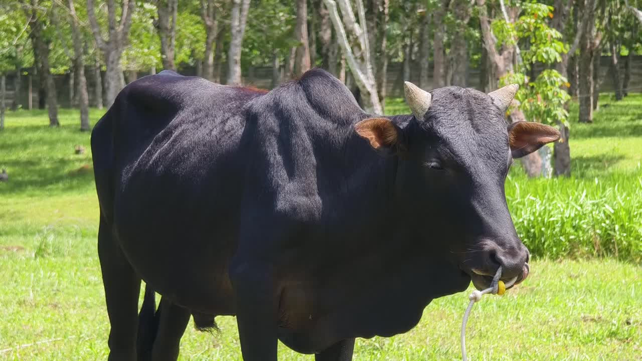vaca negra en un pasto