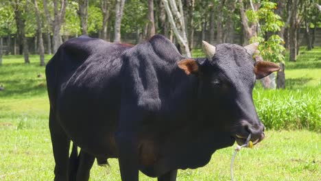 black cow in a pasture