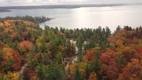 hermosa costa rodeada de grandes árboles forestales en otoño - tiro largo inclinado hacia abajo