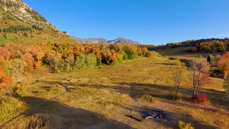 Flying-over-a-mountain-meadow-with-vivid-autumn-colors-then-pull-back-between-the-golden-leaf-branches-of-two-trees