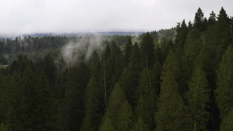 Forest-canopy-tree-stand-of-varying-heights-in-the-PNW-with-fog-rising-in-distance