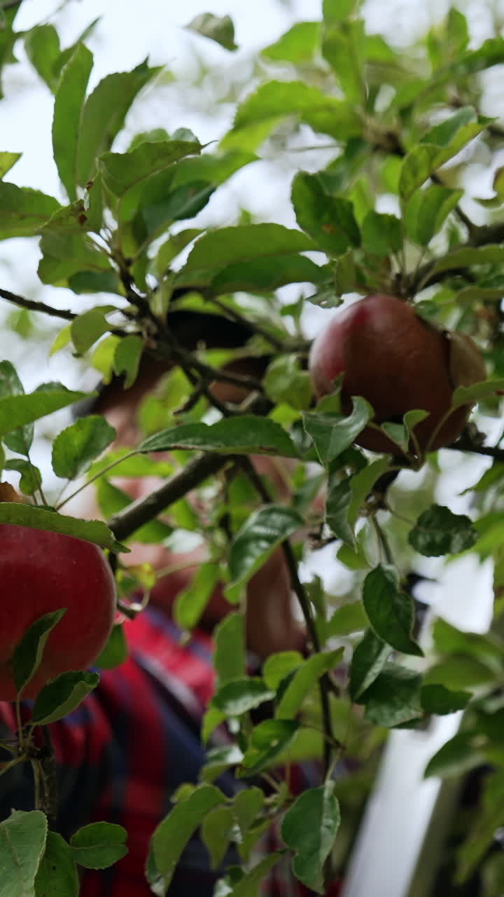 Two big red apples grow on the tree. Close up. Man standing behind pick the fruit. Vertical video