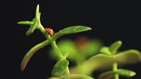 Cerrar-Mariquita-Arrastrándose-Sobre-La-Parte-Superior-De-La-Planta-Verde