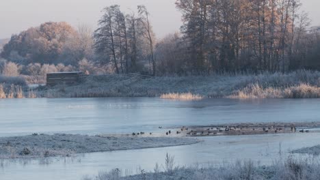 frozen lake nature reserve birds on water bird hide warwickshire uk