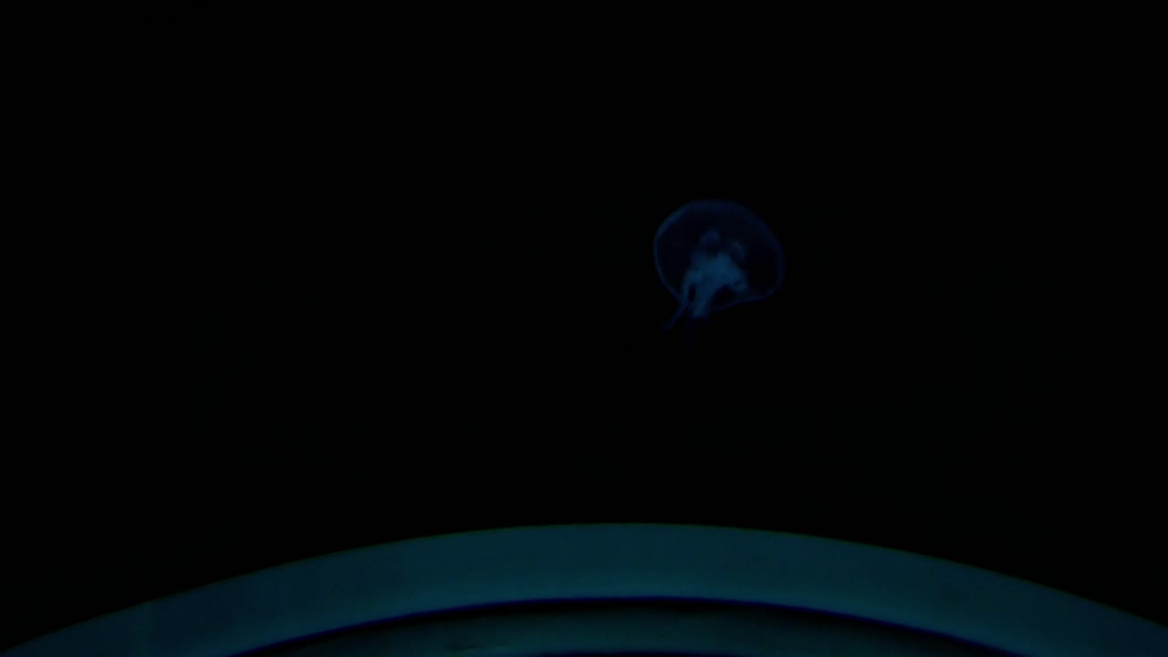 Jellyfish in a dark water of marine aquarium.