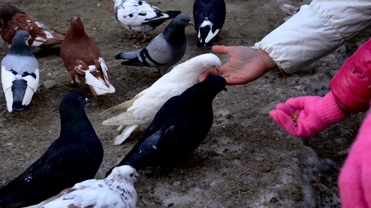 Home beautiful pigeons walk the earth. People feeding pigeons grain. Pigeons peck seeds even from people's hands. Videography close-up.