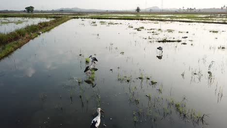 Aerial-Asian-openbill-in-rice-paddy-field-in-early-morning.