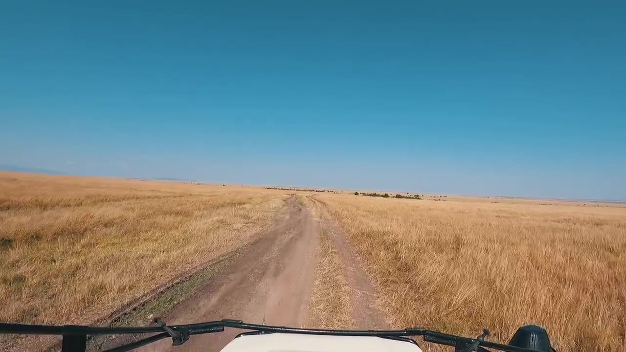 Una prospettiva da headcam che mostra un viaggio safari nella fauna selvatica nella Riserva Nazionale Masai Mara.