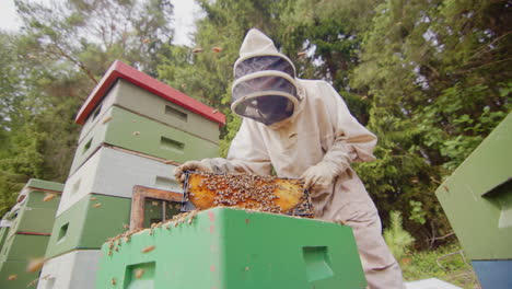 closeup slomo pan shot of apiculturist among buzzing bees returning hive frame