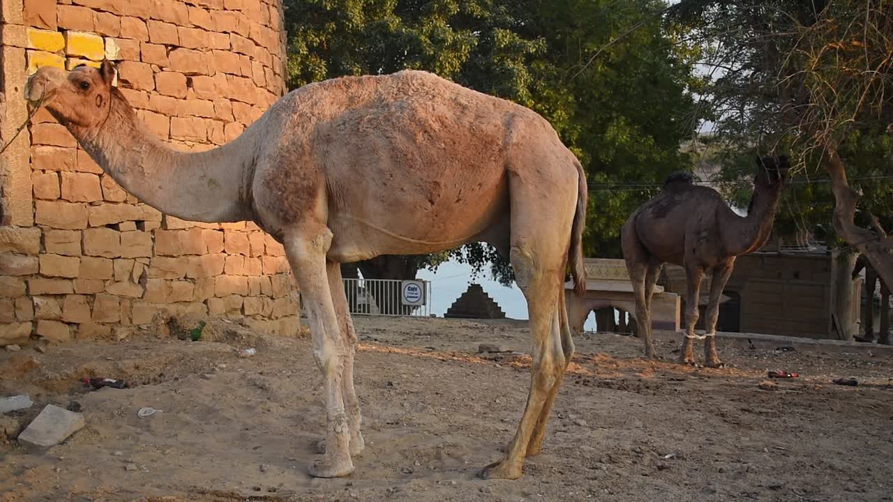 camello atado a una casa abandonada en el lago gadisar una famosa atracción turística
