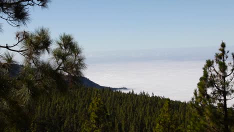 Blick-Auf-Einen-Wald,-Der-über-Den-Wolken-Auf-Teneriffa-Liegt