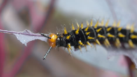 Extreme-Makroaufnahme-Der-Nymphalis-Polychloros-Raupe,-Die-Blätter-In-Der-Natur-Frisst,-4k---Prores-Hochwertige-Aufnahme